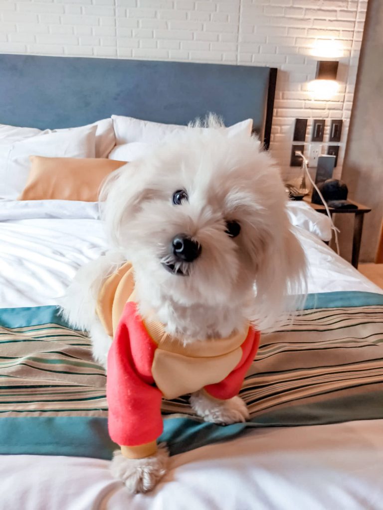 83193635 604357057024340 7654739651235676160 n