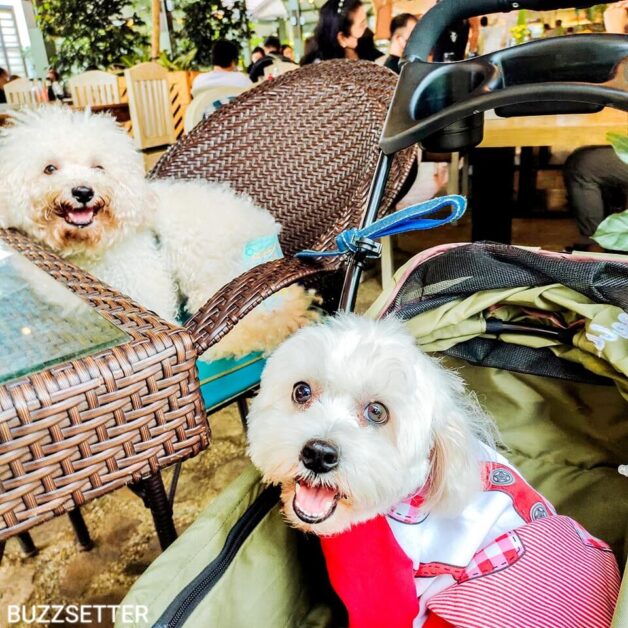 the farmers table tagaytay pet friendly