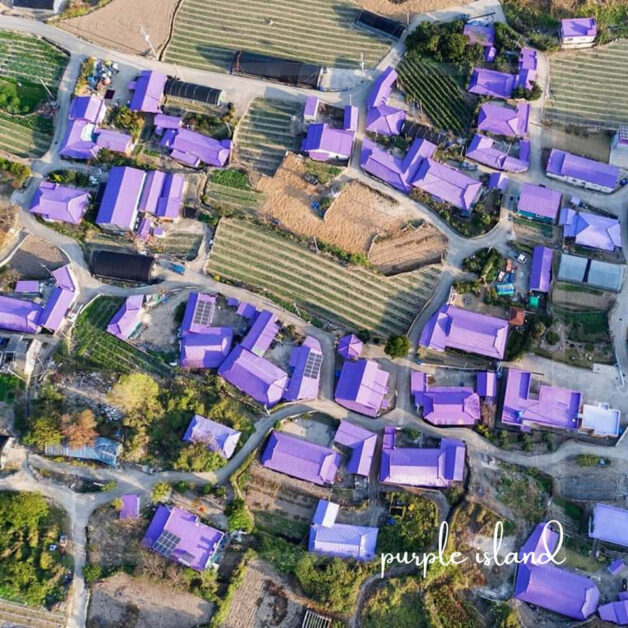 purple island korea 15