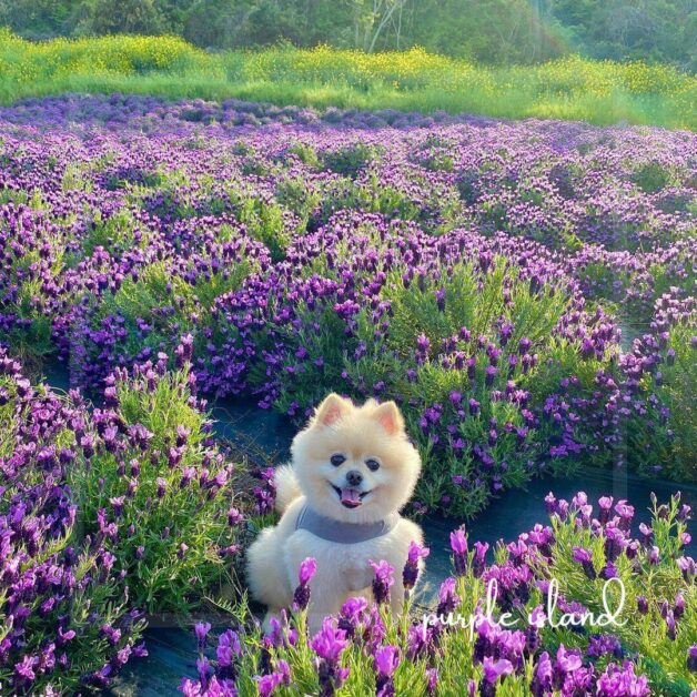 purple island korea 8