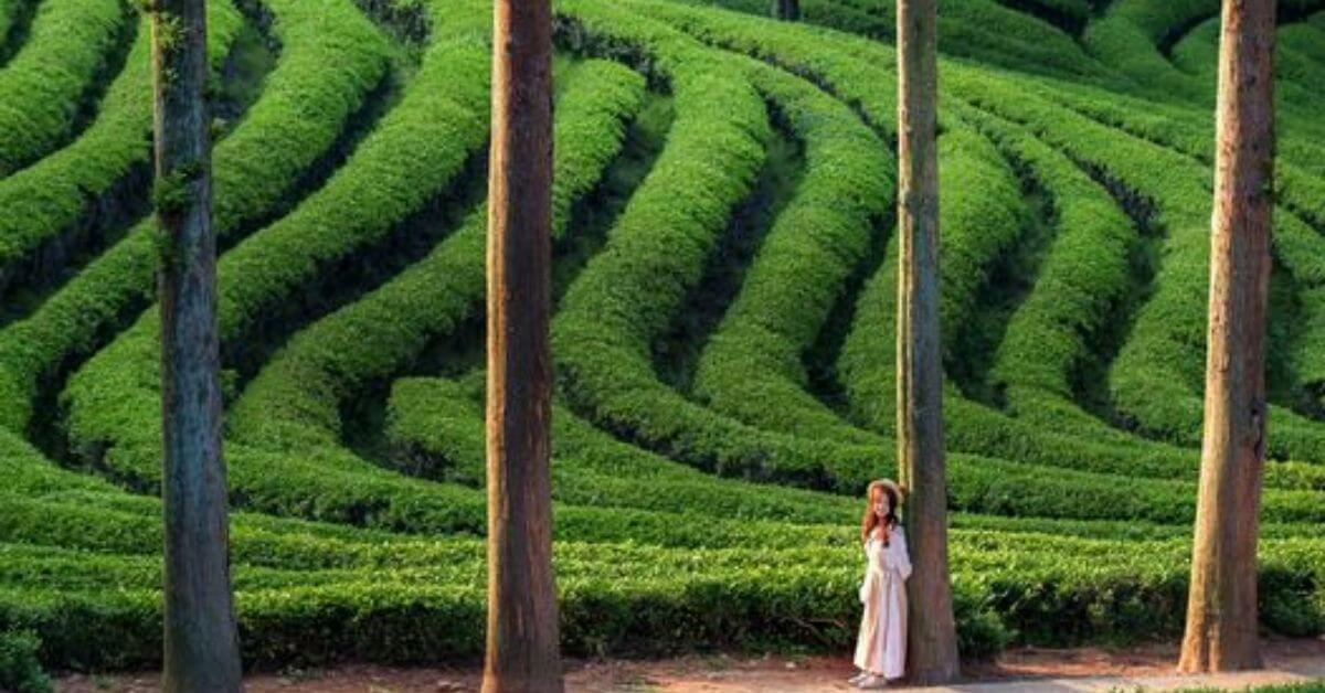 Daehan Dawon Tea Plantation 1 1