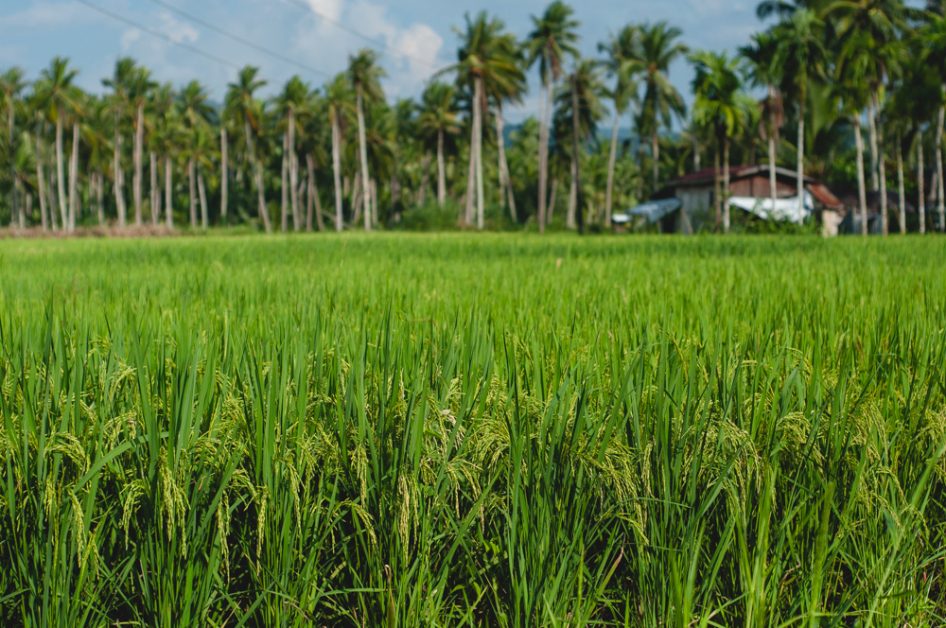 From Photo Archives Food Security Basey 1