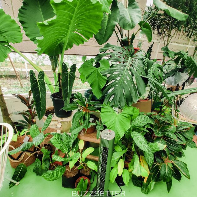 greenhouse-cafe-tagaytay-buzzsetter-7