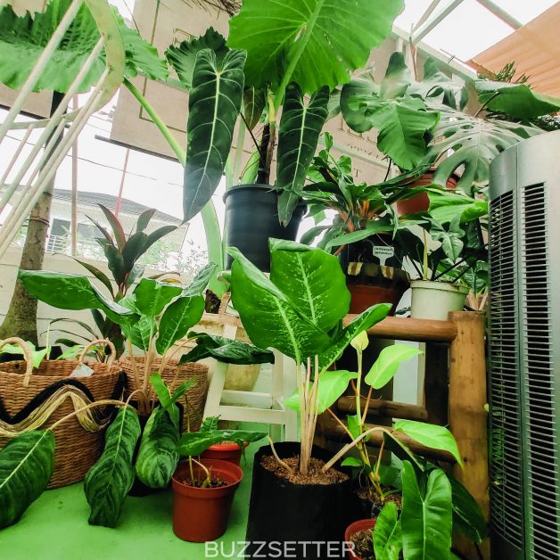 greenhouse-cafe-tagaytay-buzzsetter-23