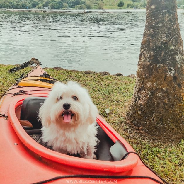 julians island lodge buzzsetter 5