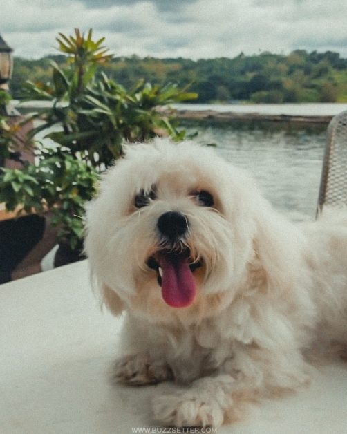 julians island lodge buzzsetter 9