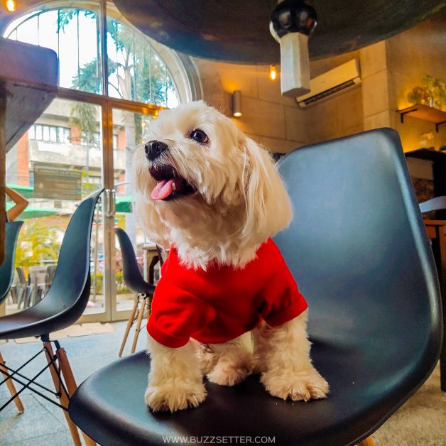 pet friendly cafe at intramuros