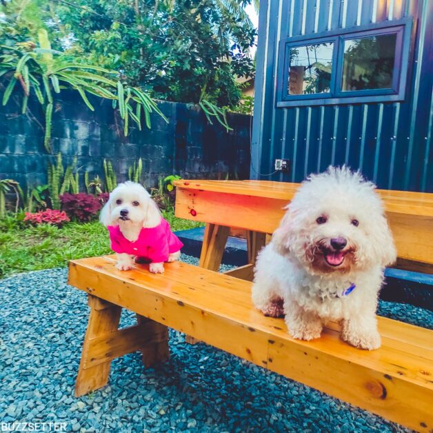 dog tiny house container tagaytay