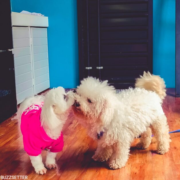 pet friendly staycation tagaytay