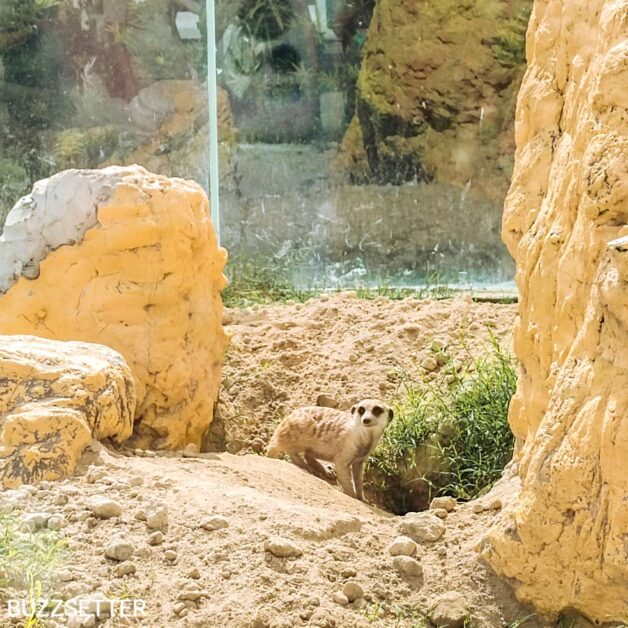 clark-safari-and-adventure-park-meerkat
