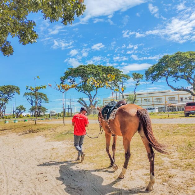 el kabayo clark pampanga horse