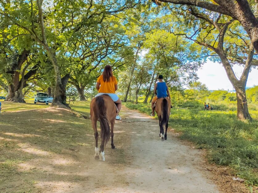 el kabayo clark pampanga horse