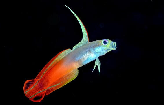 Fish Portrait Category