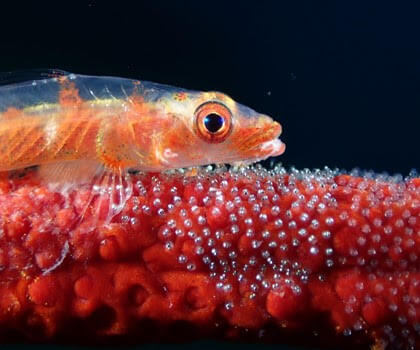 Marine Behavior Category