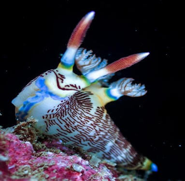 Nudibranch Category