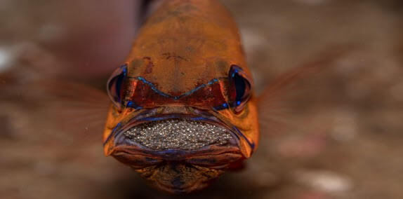 Open Class Marine Behavior Category