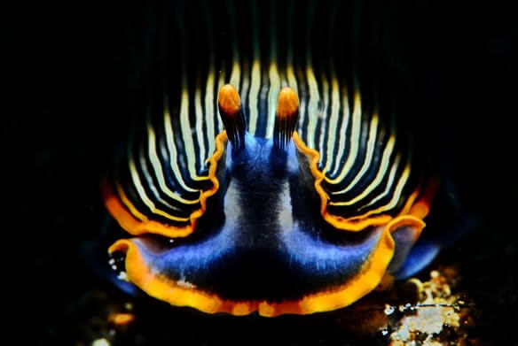 Open Class Nudibranch Category