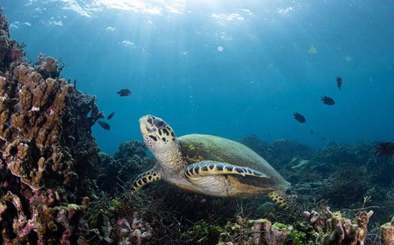 Special Award Wide Angle