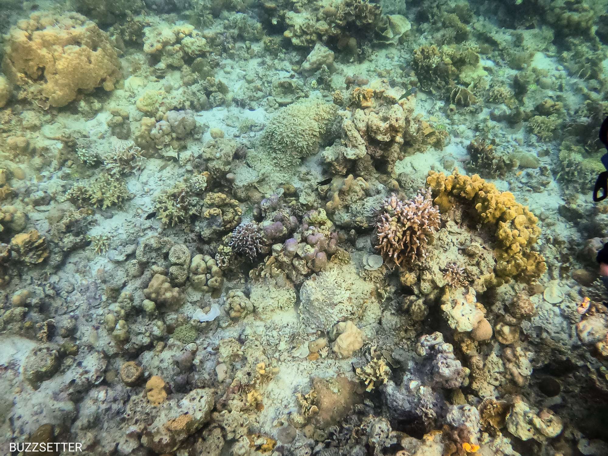 Bacau bay Resort Coron Coral
