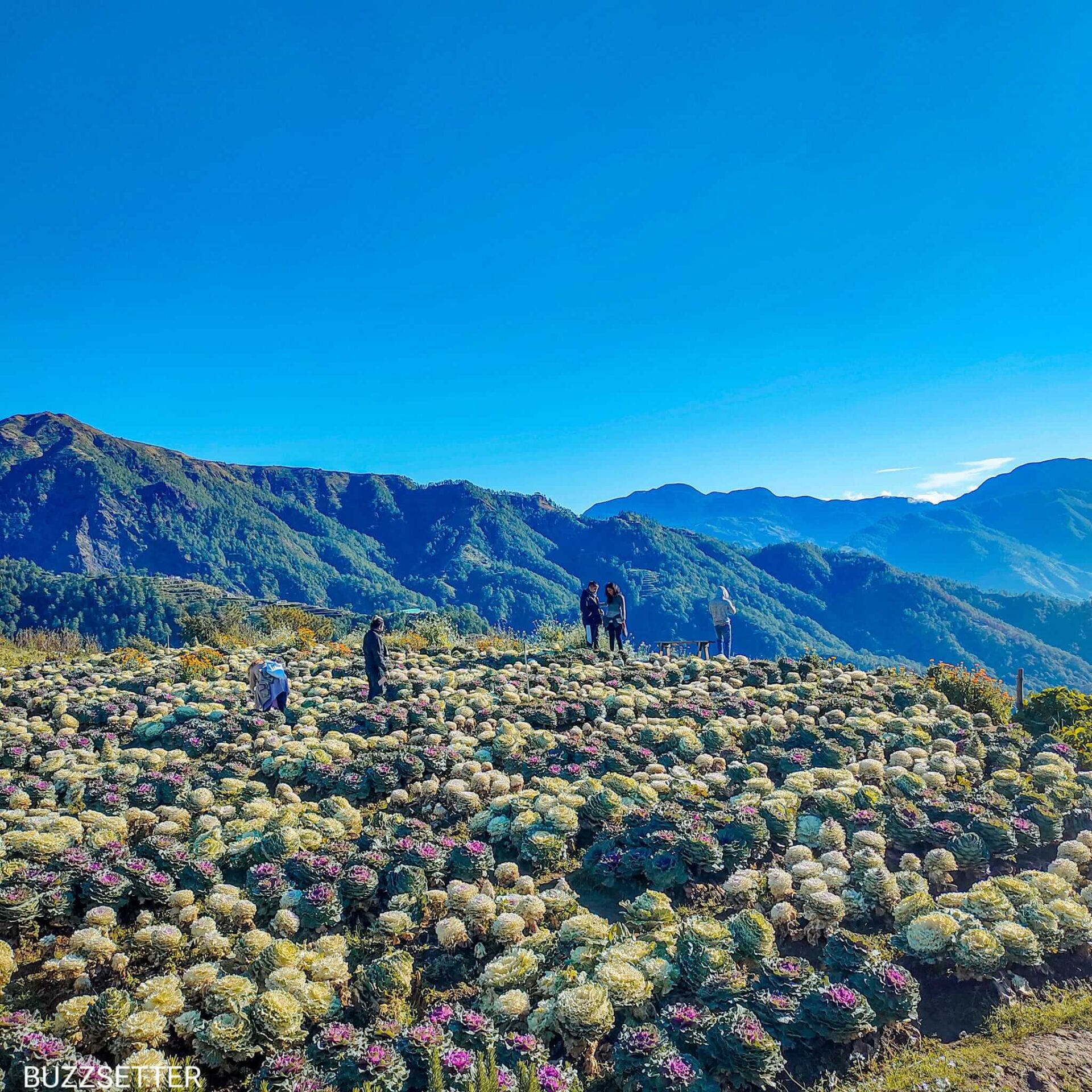 Experience Atok and Baguio Tour With Colz Travel - Buzzsetter