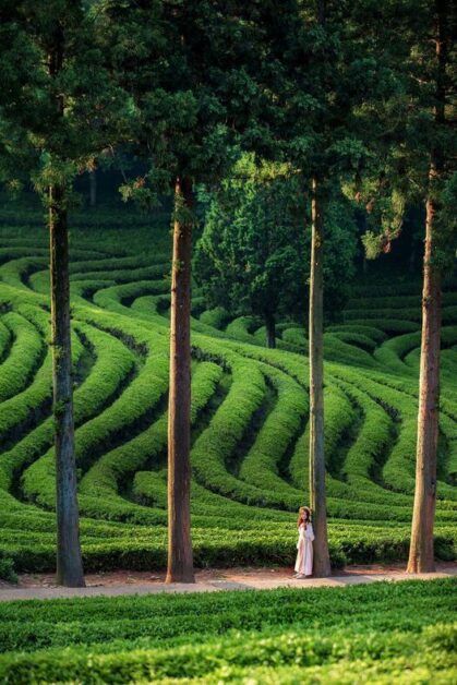Daehan Dawon Tea Plantation korea