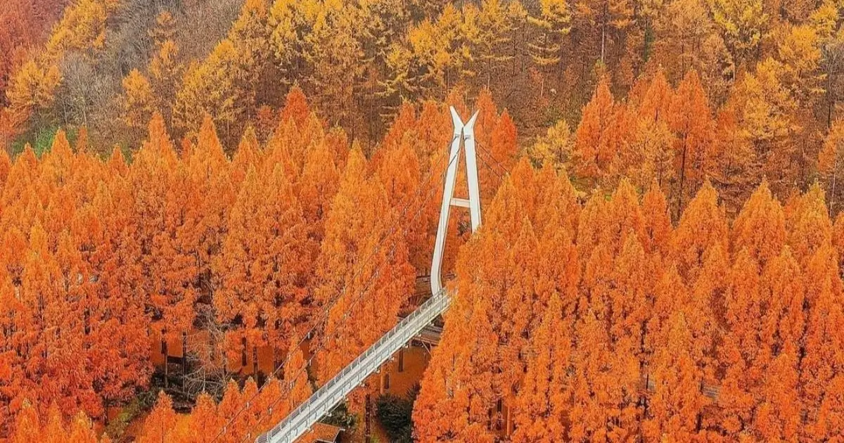 2024 Fall Foliage Forecast Korea 2