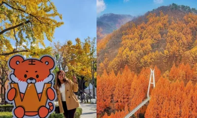 Koreas Fall Foliage this 2025