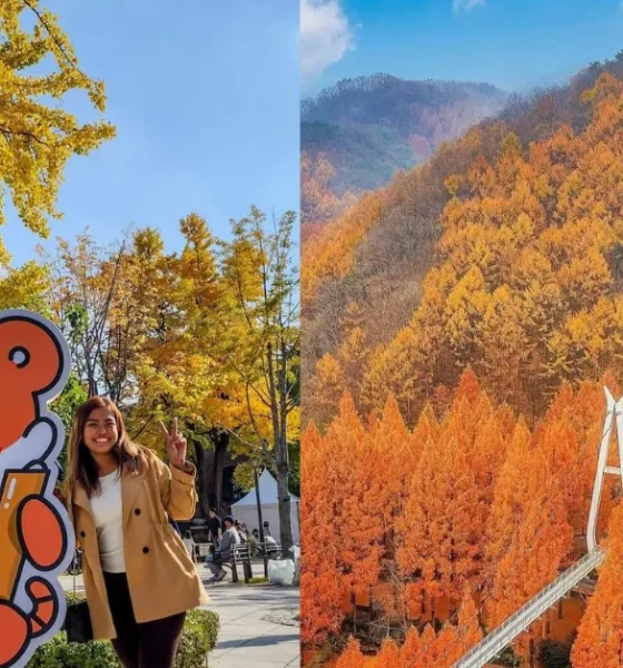 Koreas Fall Foliage this 2025